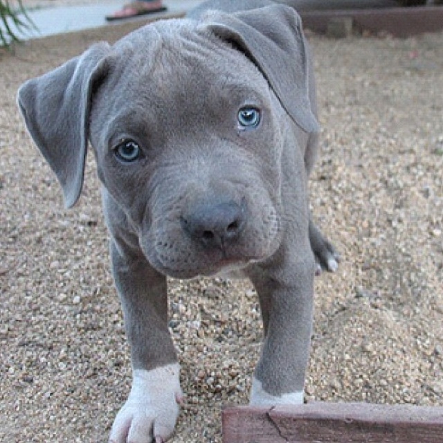 Baby Pitbull Cute Pets