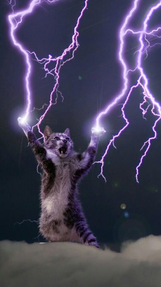 All hail the Lightning God Cat a nice phone wallpaper in 2019