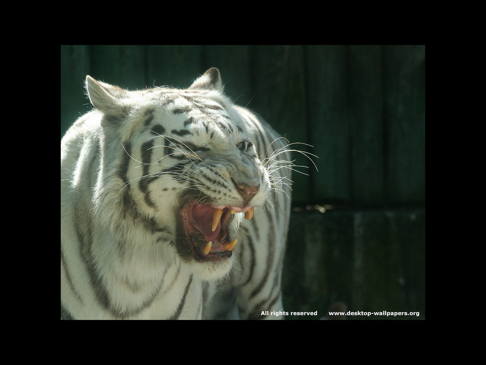 TIGER WALLPAPERS Bengal White Tiger Wallpaper 1600x1200
