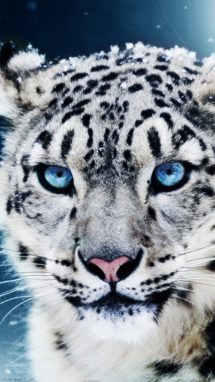 snow leopard 720 1280 pixels wallpapers tagged leopards 720 x 1280 px