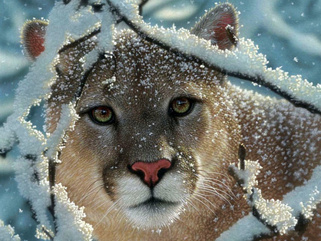 Cougar Wallpaper HD
