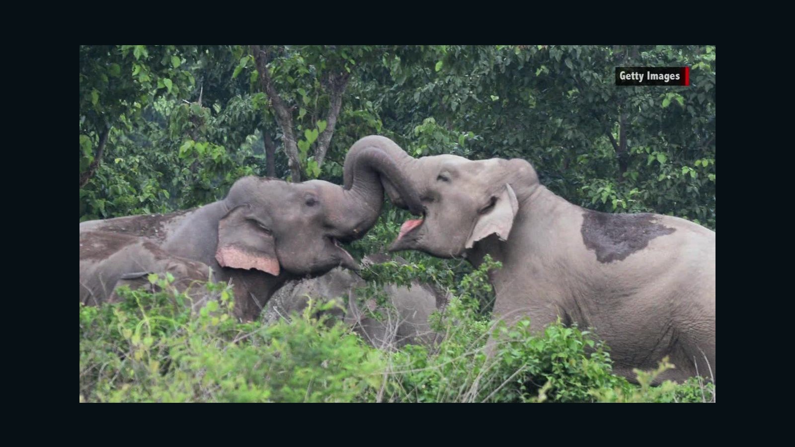 Celebrating World Elephant Day Cnn Video