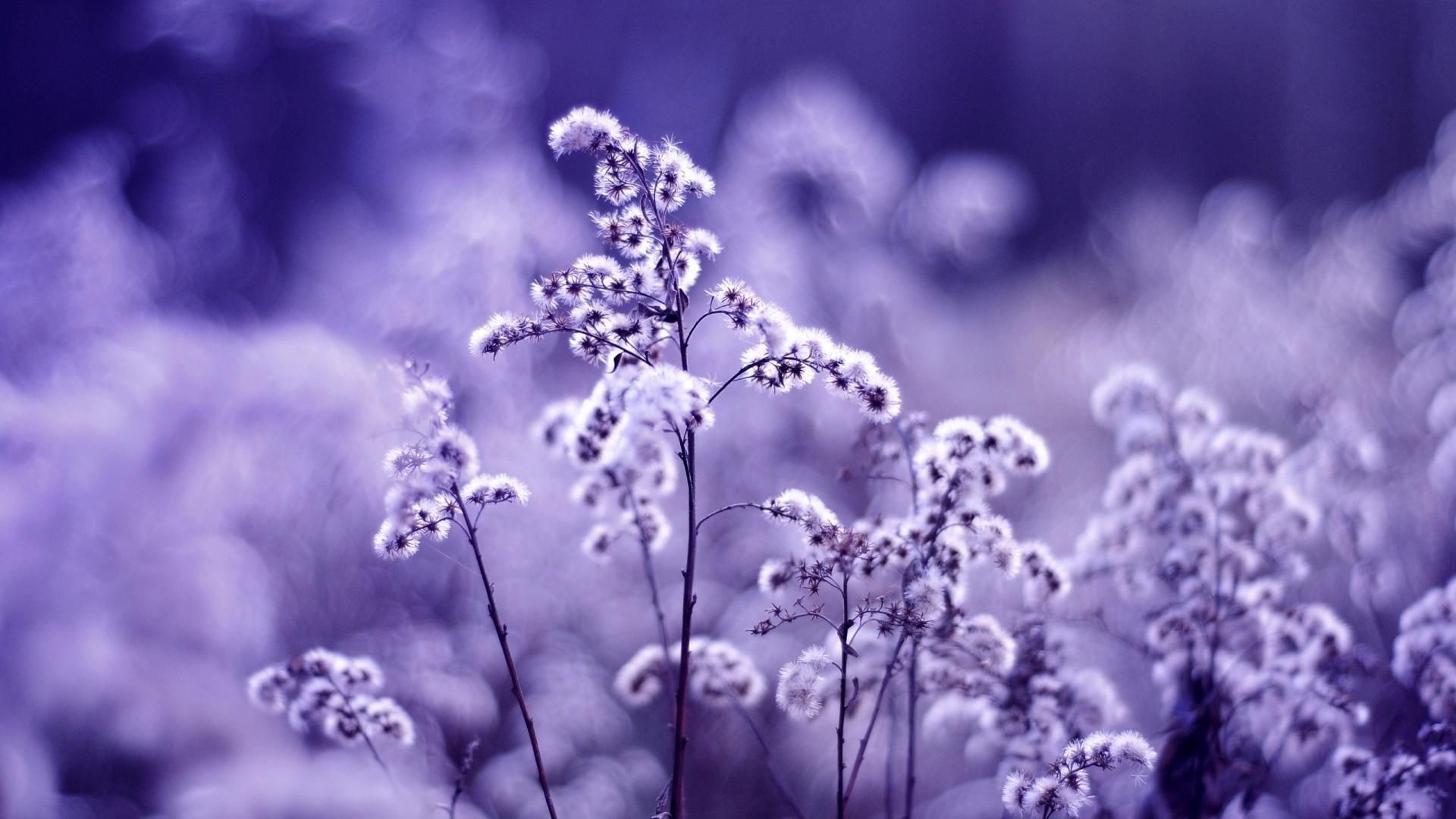 Best Of Lavender Wallpaper For Desktop