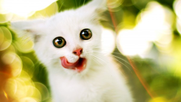 Download White Kitten licking widescreen 1920x1200 1920xorigheight in