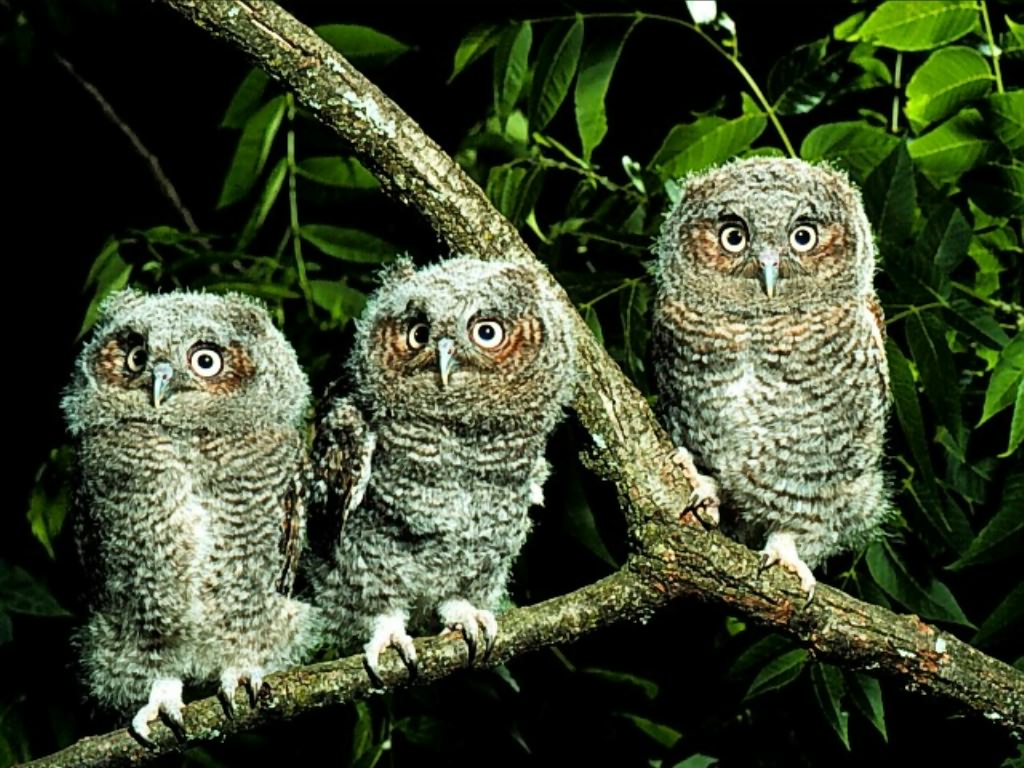 Owl Wallpapers Animal Literature