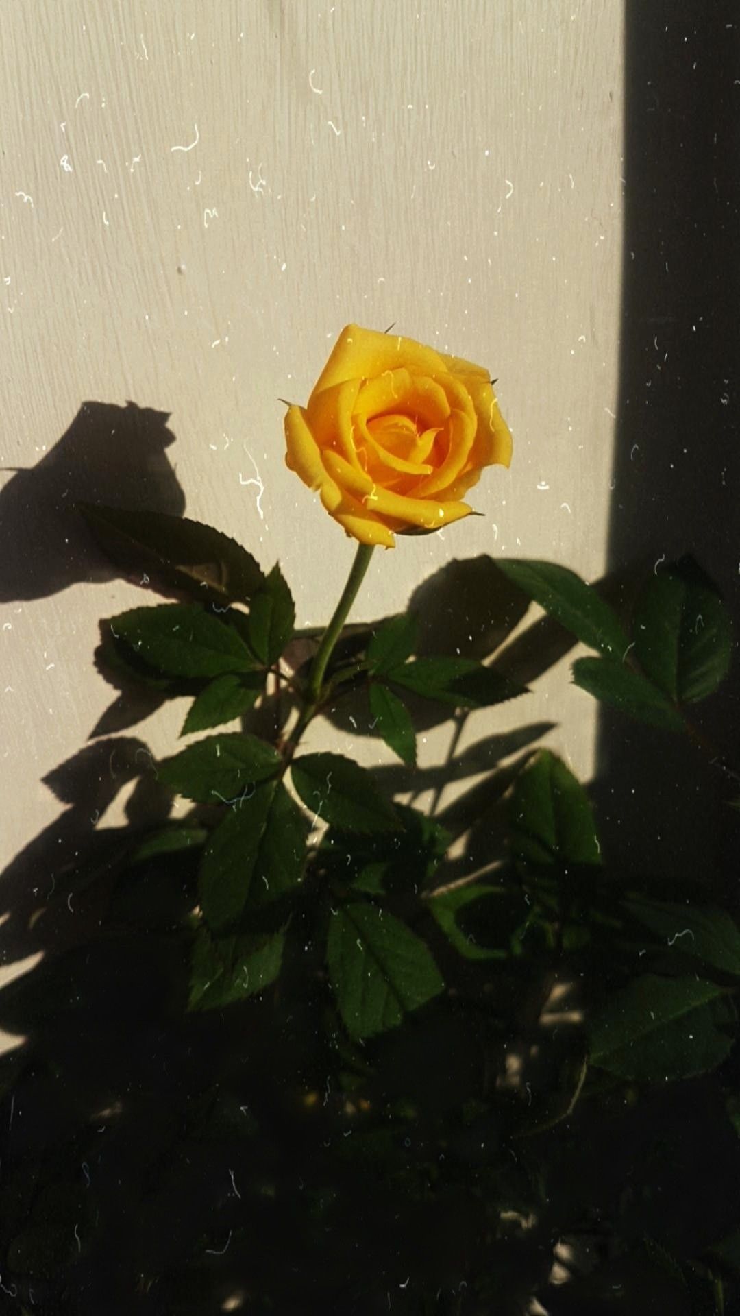 Yellow Rose Wallpaper Aesthetic