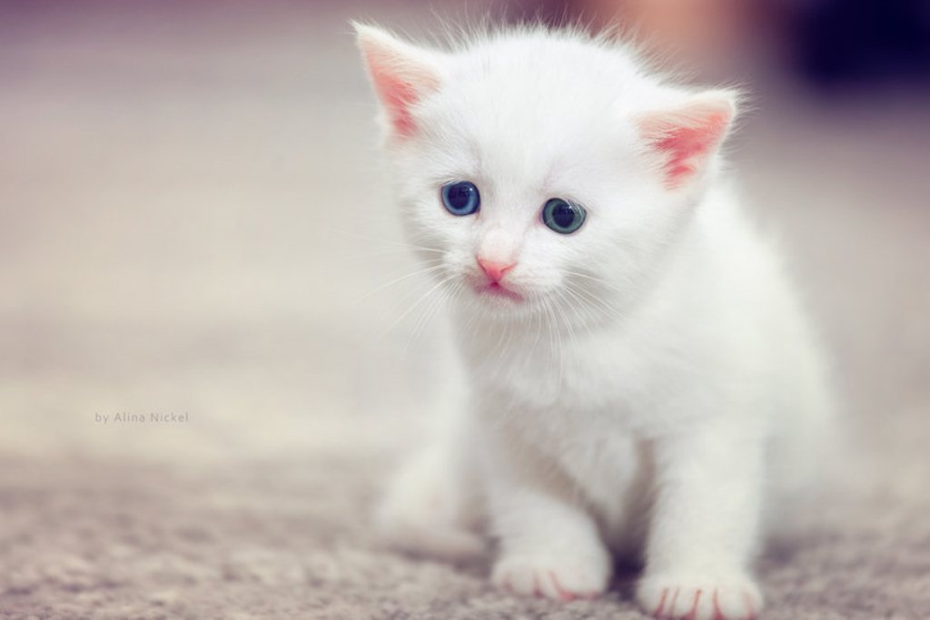 Awesome Cute Cat HD Wallpaper White