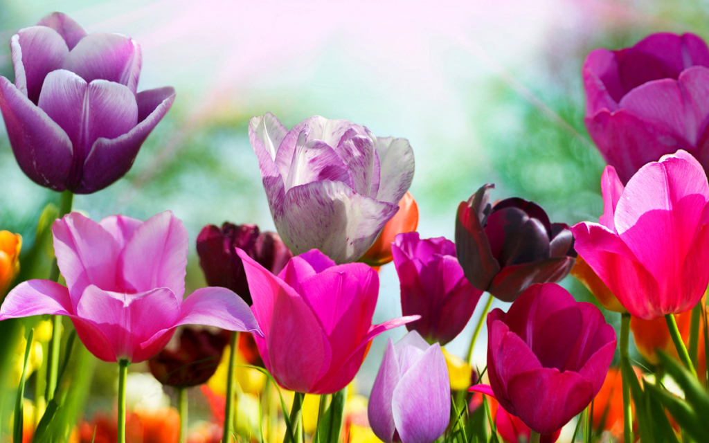 Spring Wallpaper Tulip Flowers