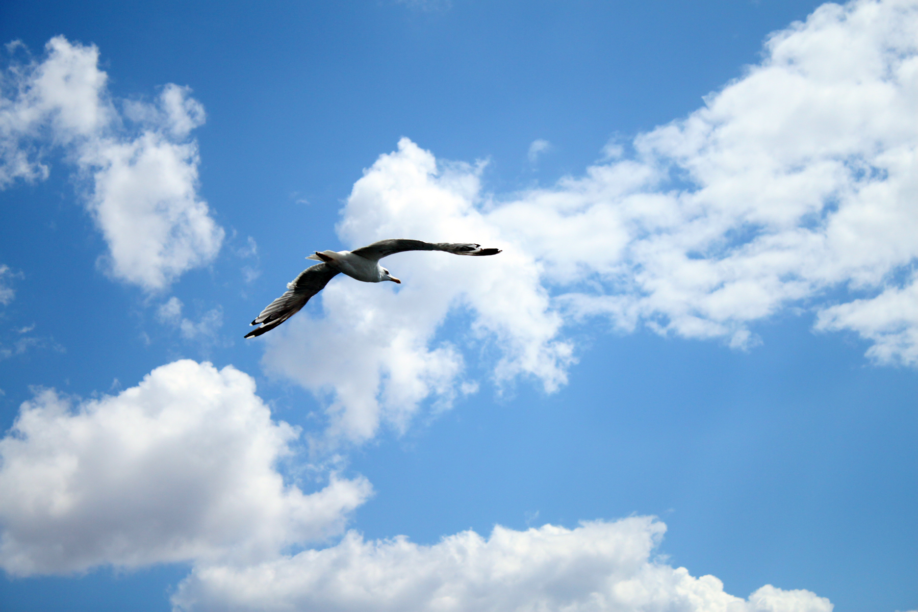 Seagull Flying Desktop Wallpaper Umad