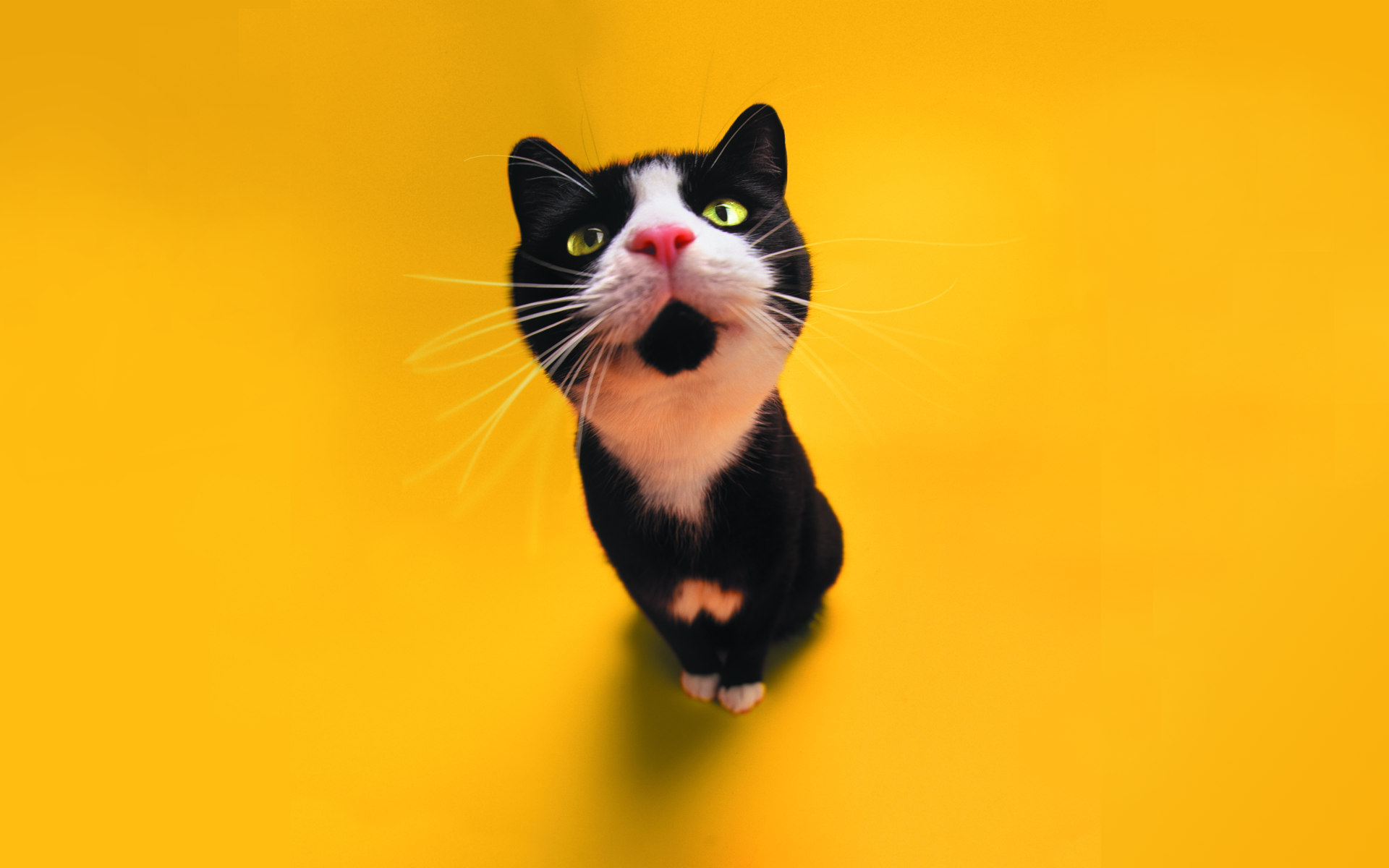 Funny Cat Staring Wallpaper Stock Photos