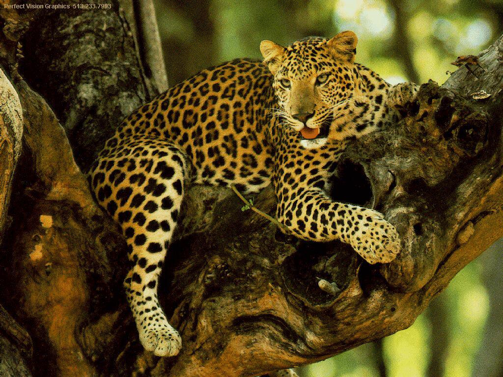 Wallpaper Jaguar Is Sitting On A Tree