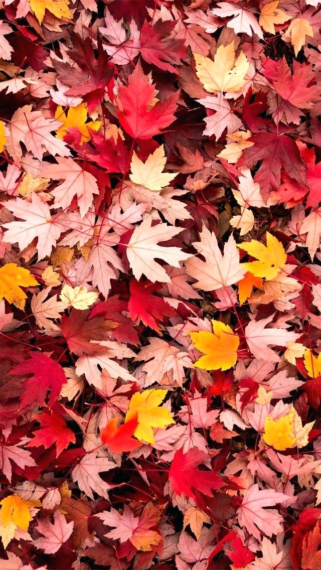 Fall Leaves iPhone Wallpaper Background Autumn