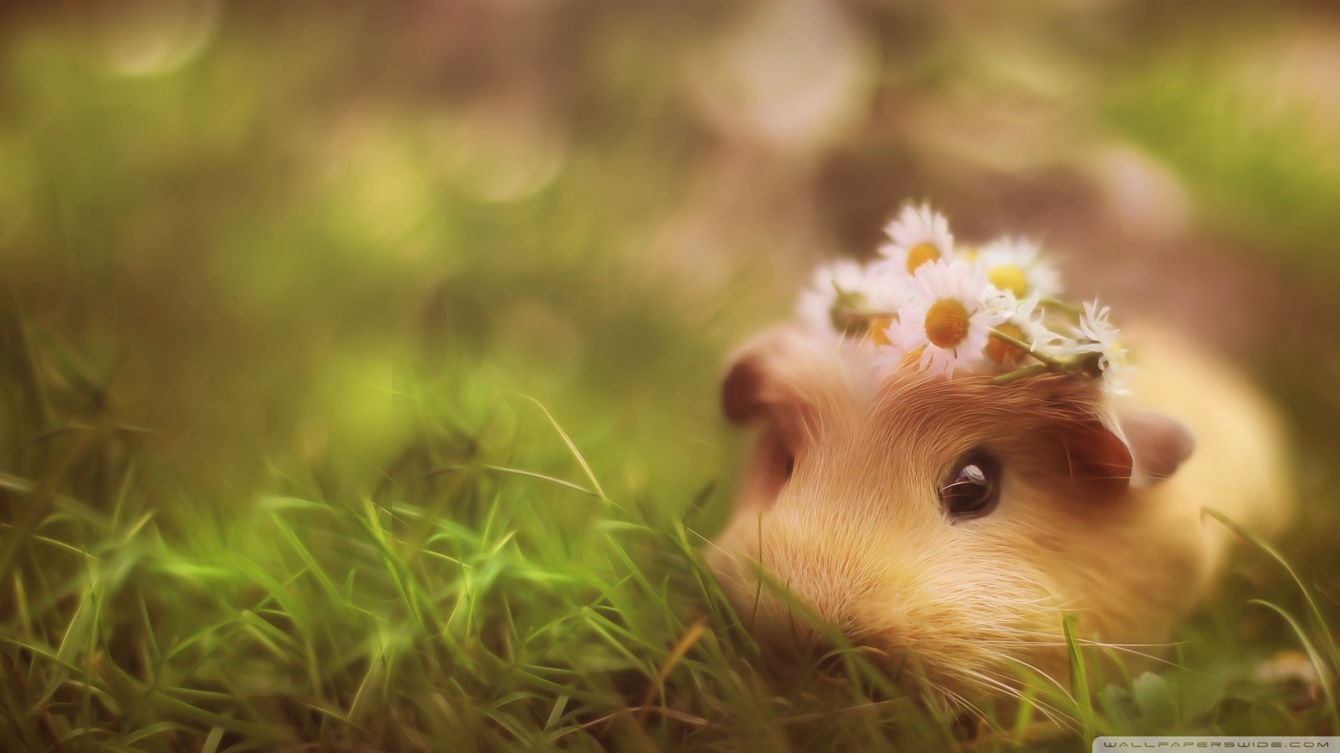 Baby Pigs Wallpaper