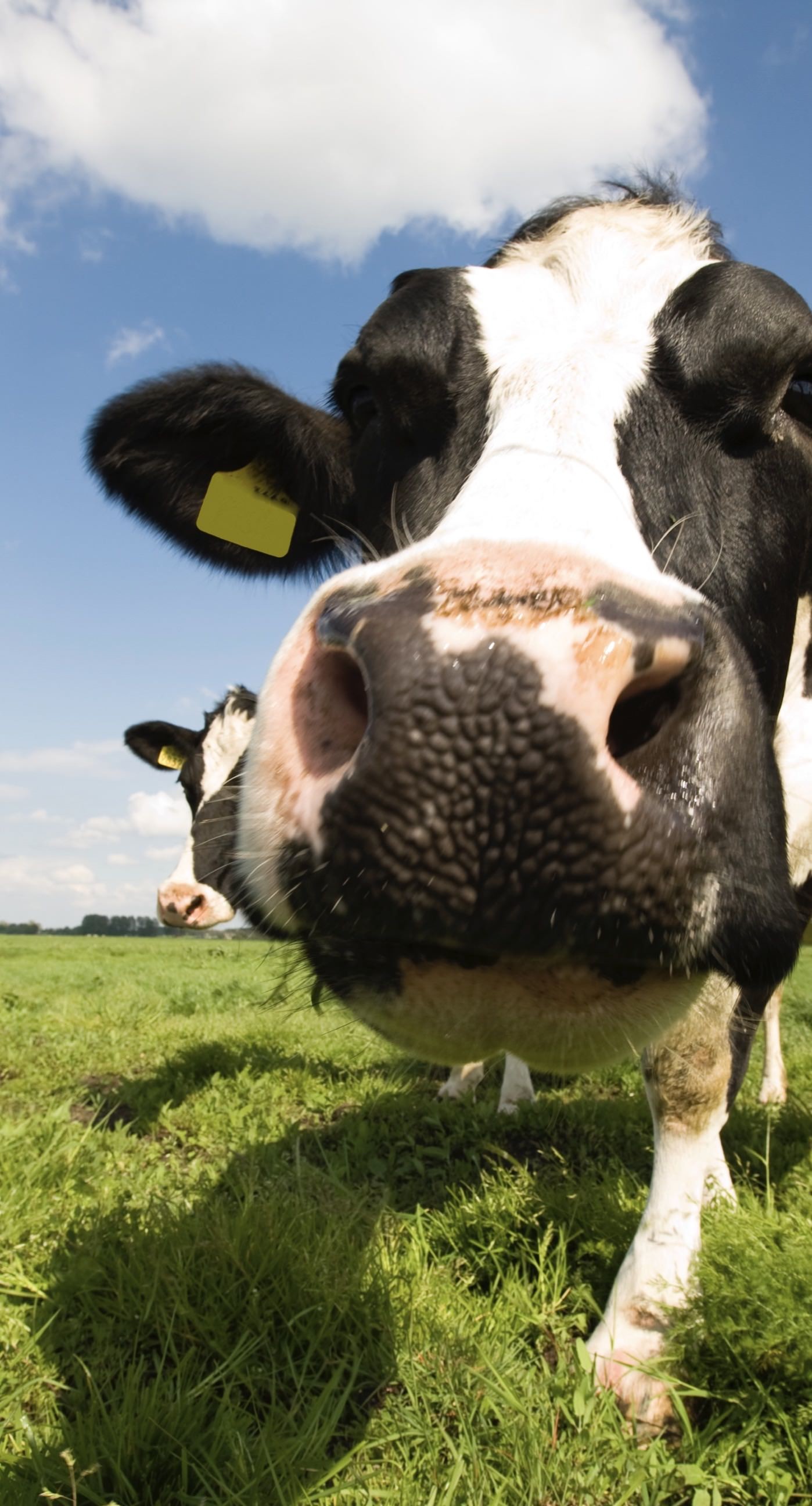 Cow iPhone Wallpaper
