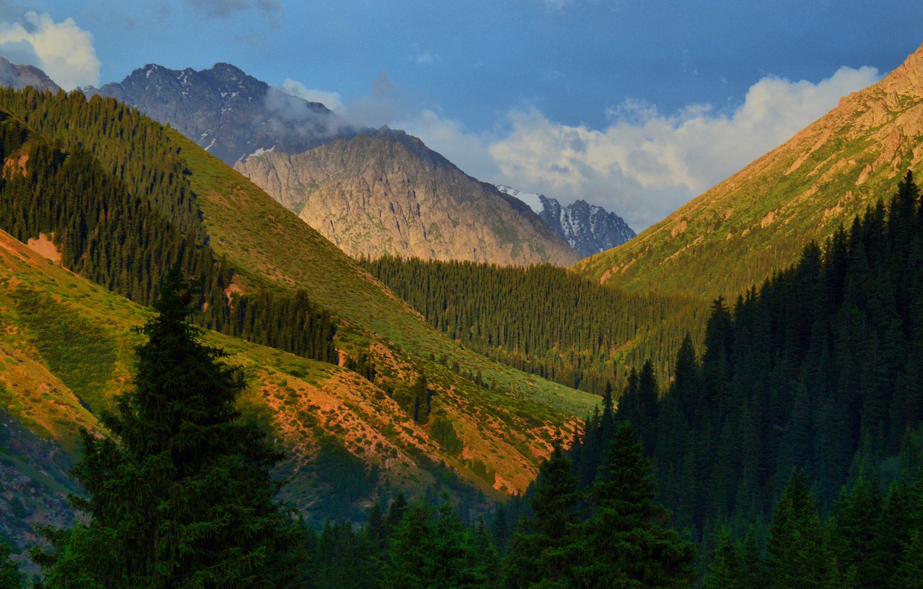 Wallpaper Trees Mountains Gorge Kyrgyzstan Jety