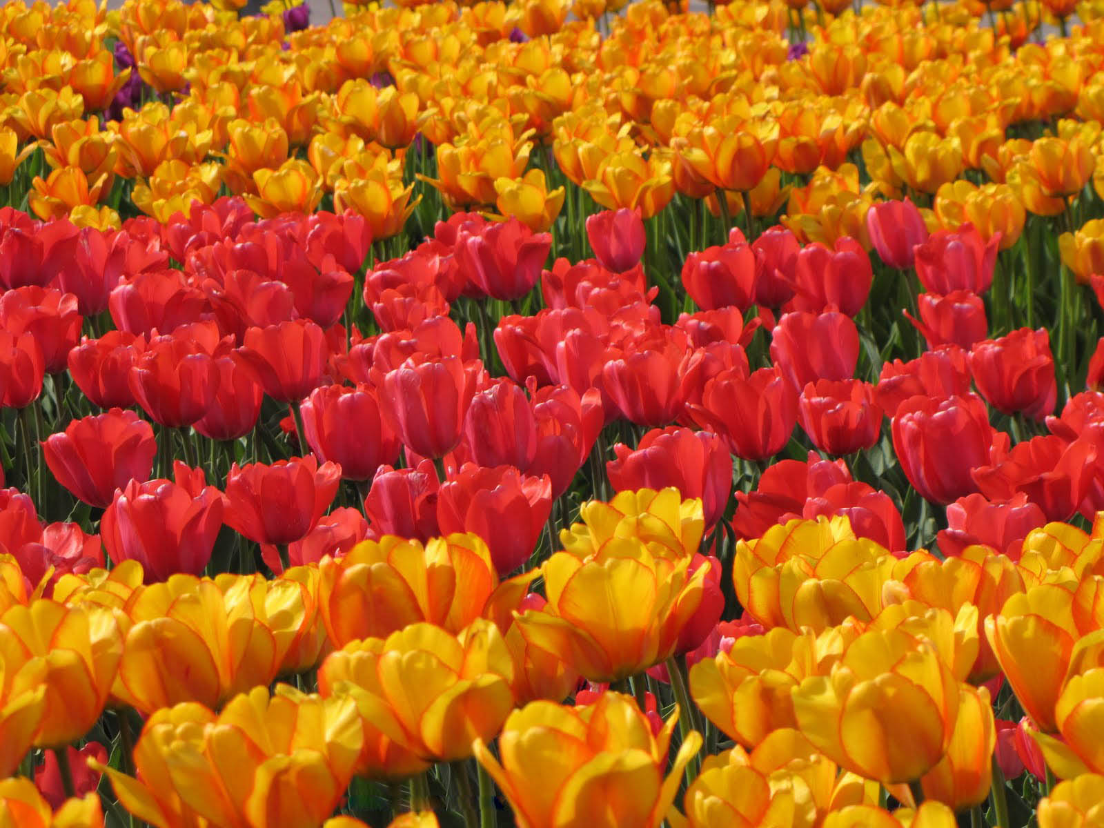 Ottawa Tulips Wallpaper Image Photos Pictures And Background