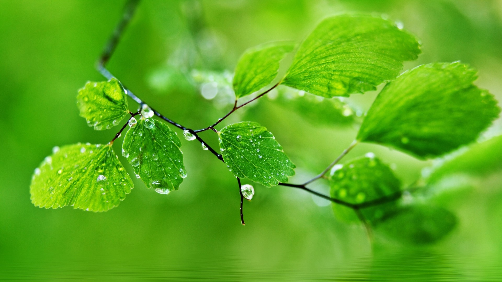 Beautiful Rain Drops Wallpaper With Quotes Image