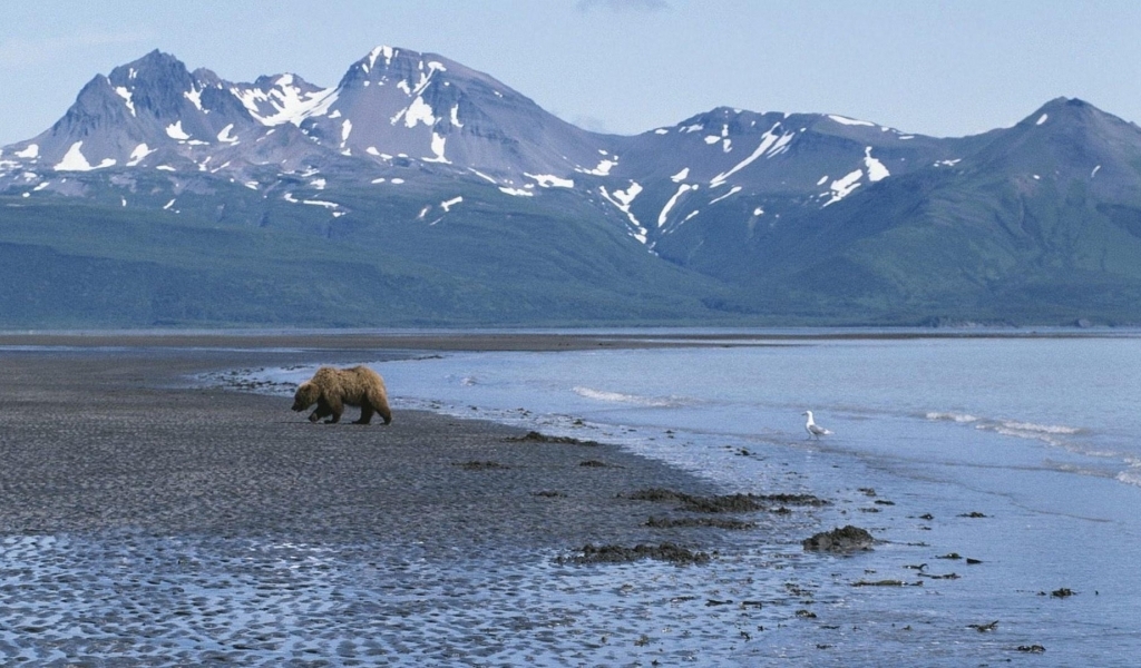 Alaska Usa Mountain Bear HD Wallpaper