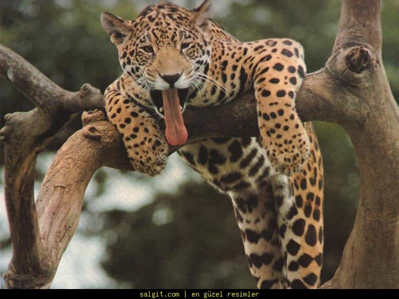 Leopard Photo Animal Pictures Wallpaper Photos