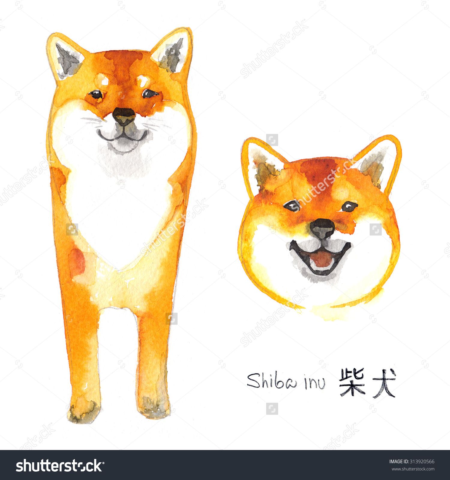 Shiba Inu Dog Painted With Watercolors On White Background