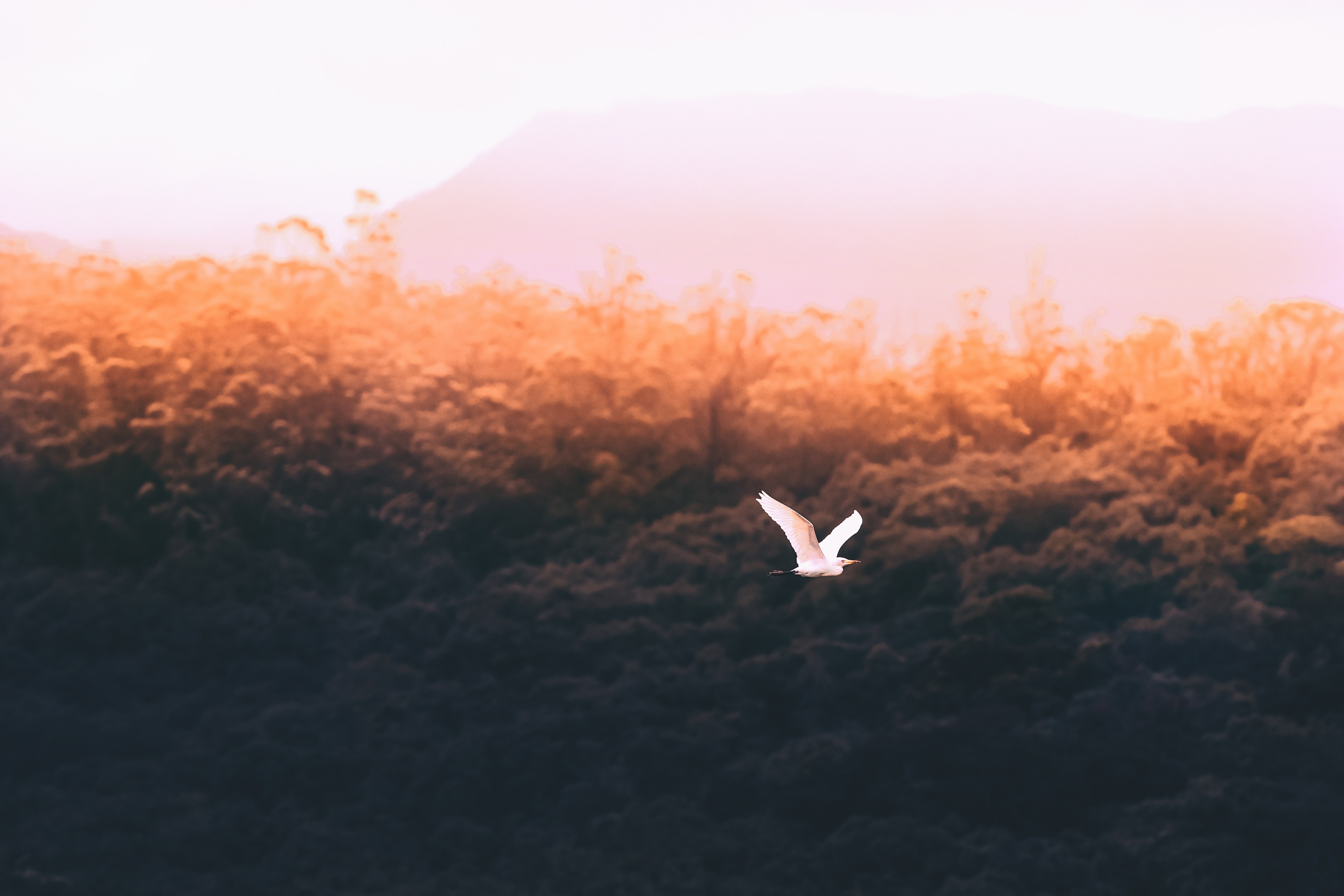 Forest Sould Bird Flying 5k Wallpaper HD Birds 4k Image