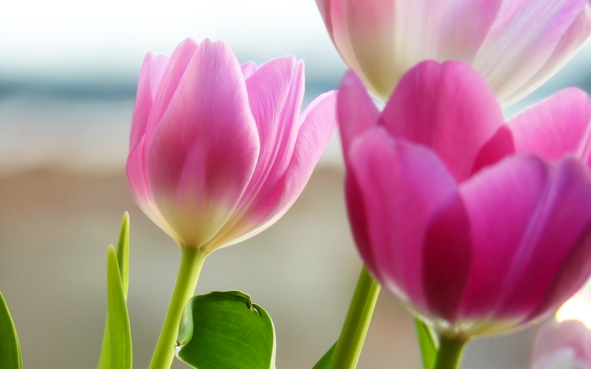 Tulips In Spring Flower Wallpaper Desktop HD
