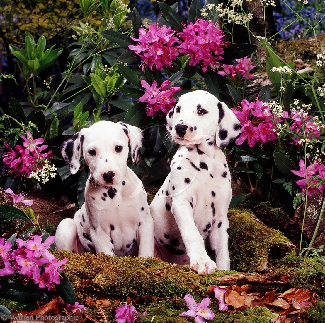 Dalmatian Puppies In Flowers Photo And Wallpaper Beautiful
