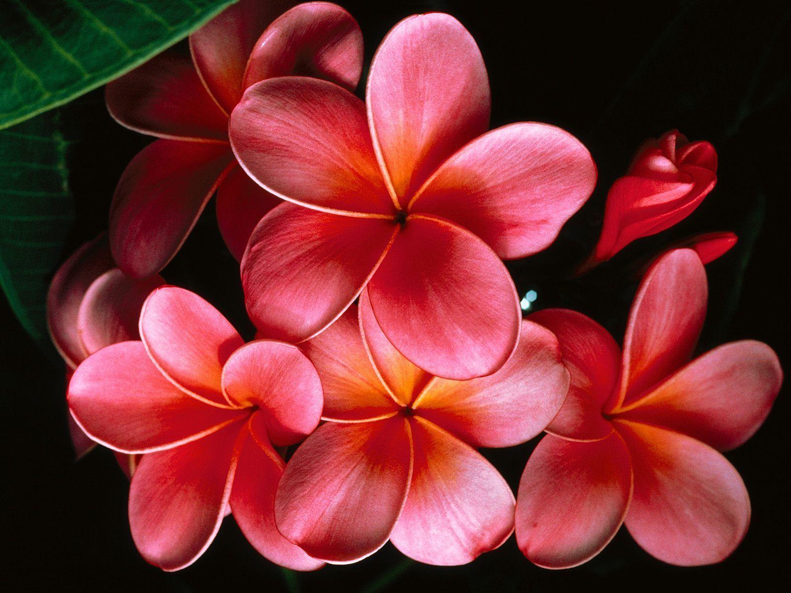 Plumeria Background