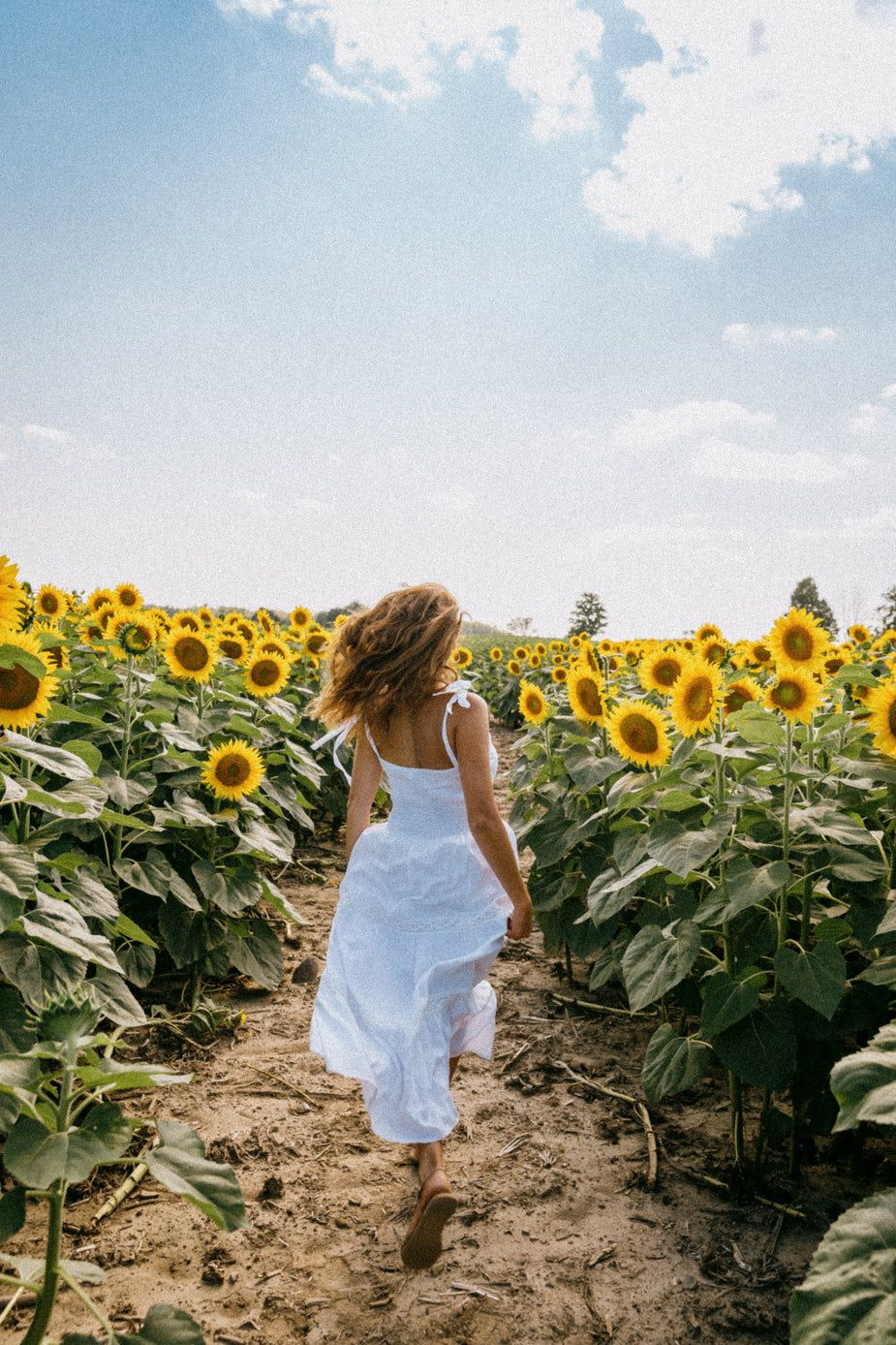 Sunflower Field Wallpaper
