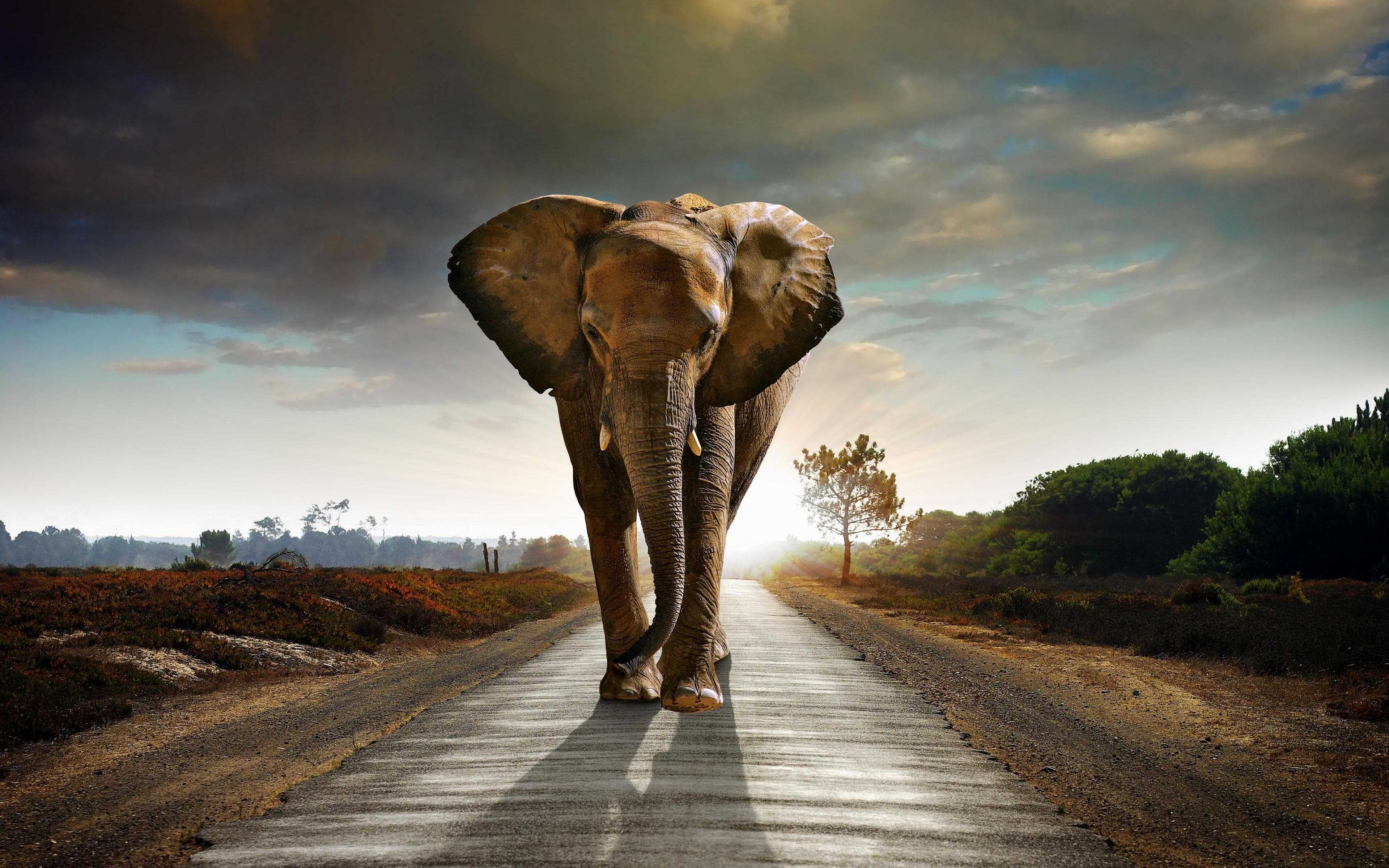 Elephant Wallpaper