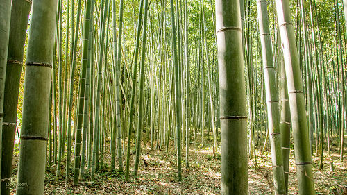 Bamboo Forest Kyoto Japan 4k Wallpaper Desktop Backgroun