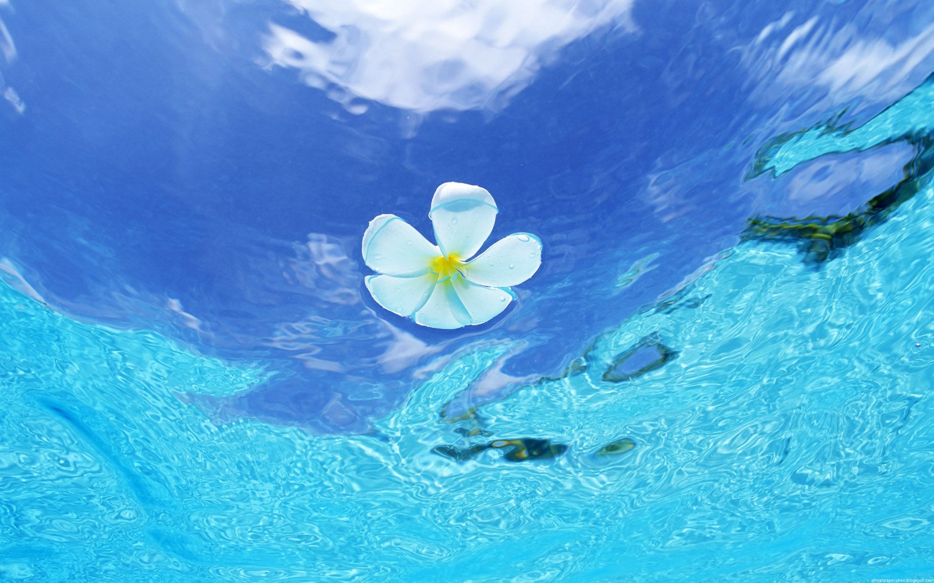 Flower In Blue Water Wallpaper