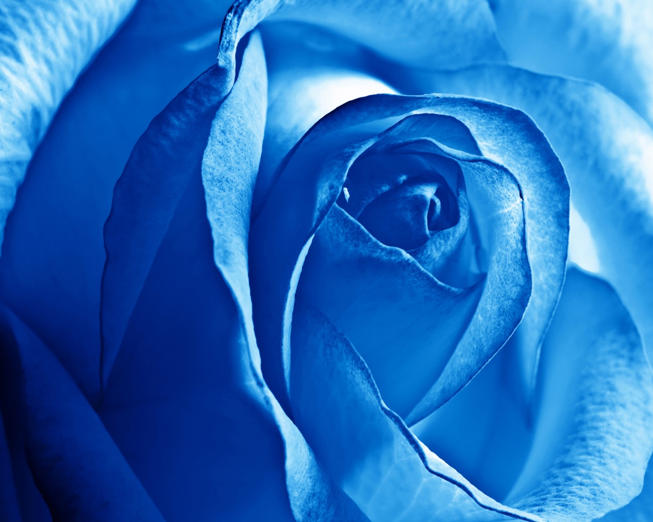 Blue Rose wallpaper by misiabela  Download on ZEDGE  ac39