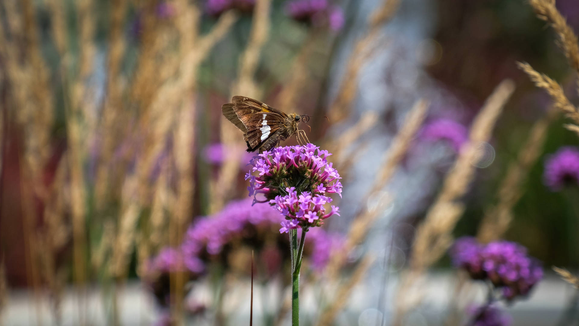 Purple Butterfly Photograph Wallpaper