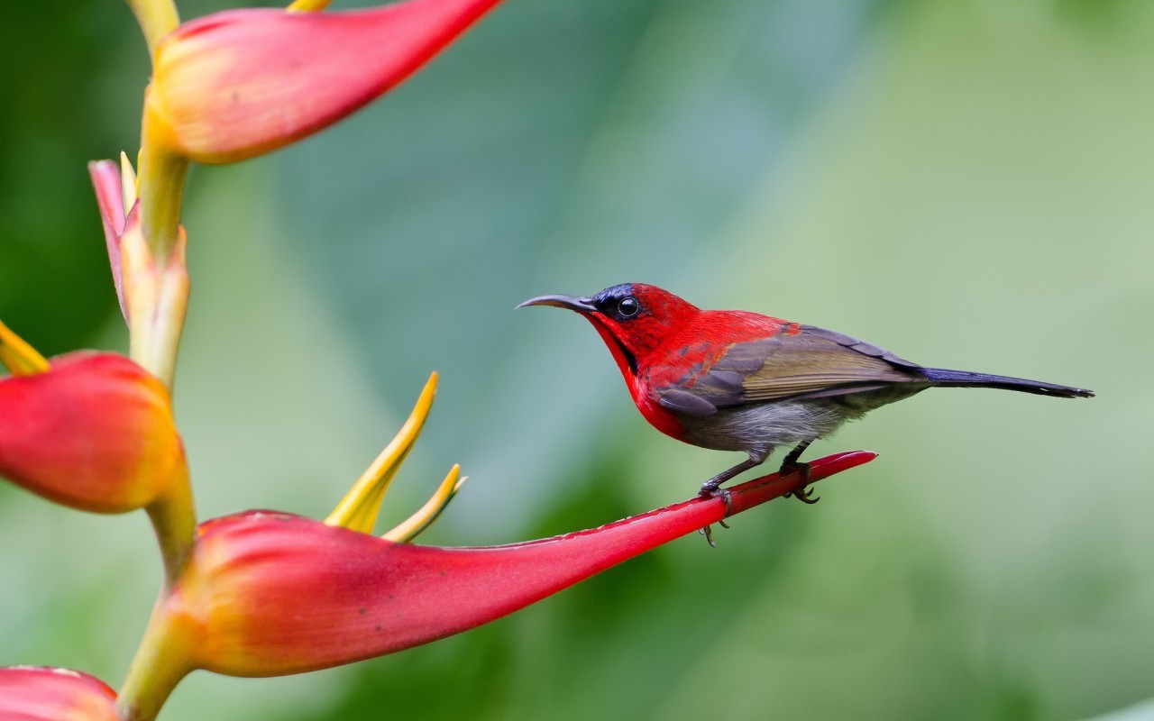 Bird Hummingbird Wallpaper And Image Pictures Photos