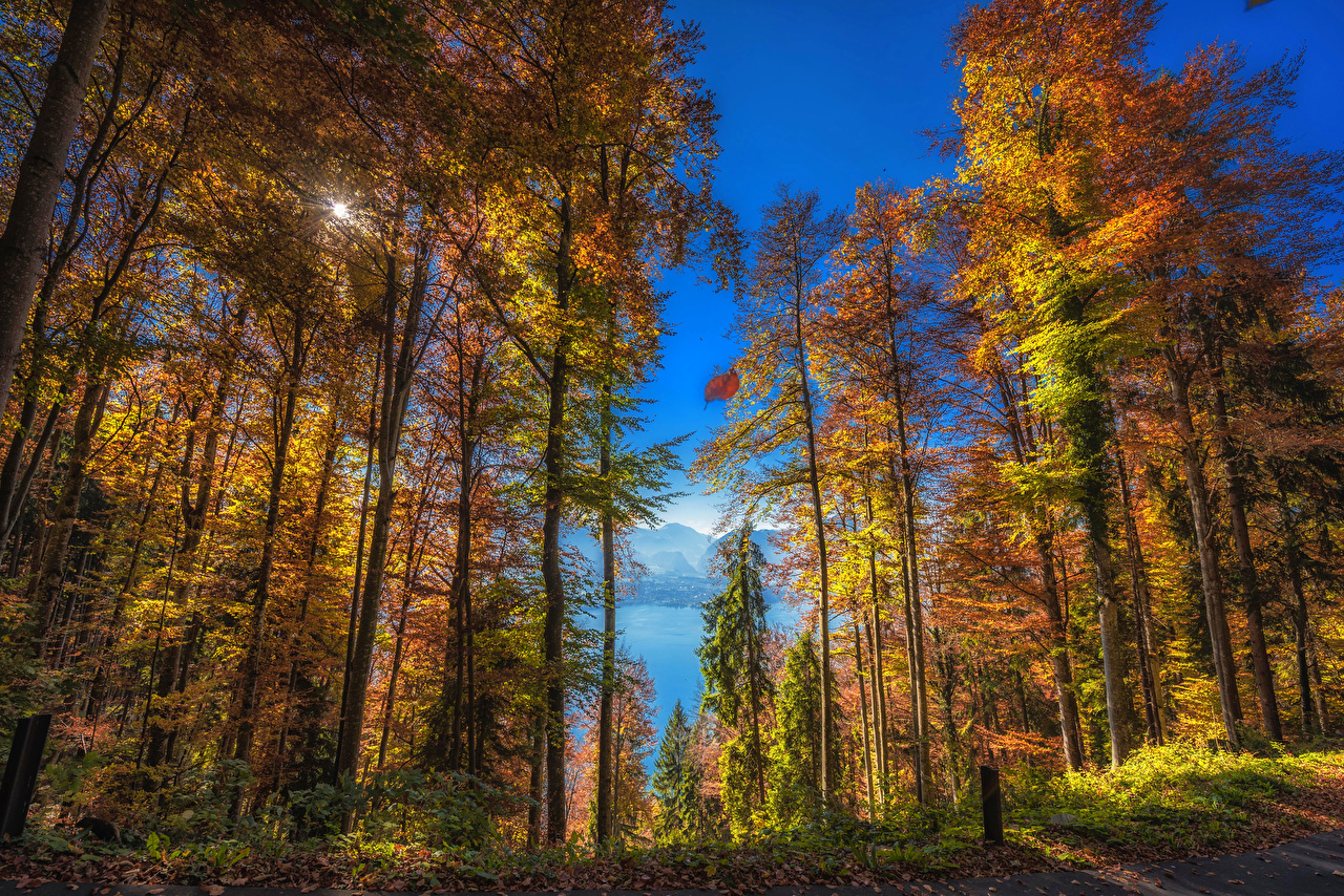 Wallpaper Foliage Switzerland Thun Canton Of Berne Nature Autumn