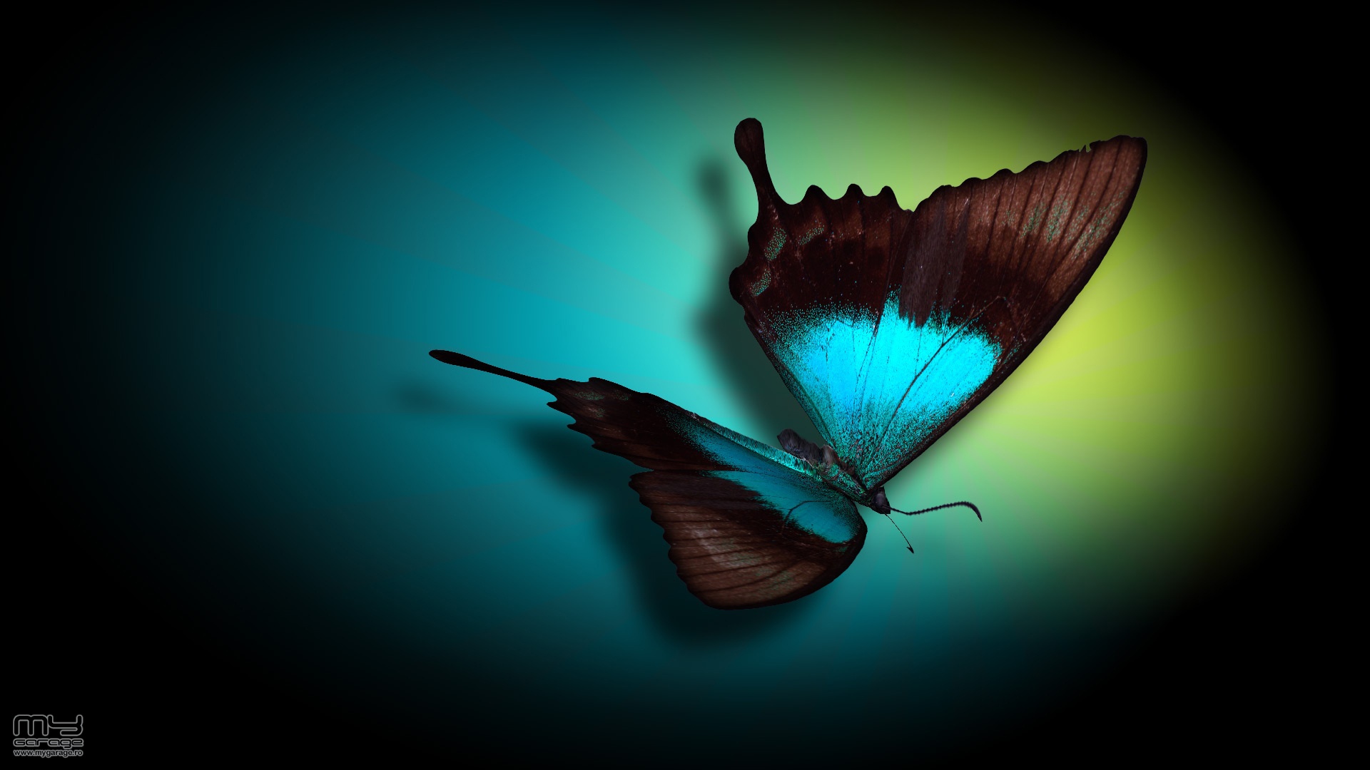 Free download 121498d129080865top ul beauty blue butterfly black  wallpaperjpg [1920x1080] for your Desktop, Mobile & Tablet | Explore 72+ Blue  Butterfly Backgrounds | Butterfly Wallpapers, Blue Butterfly Wallpaper, Butterfly  Background
