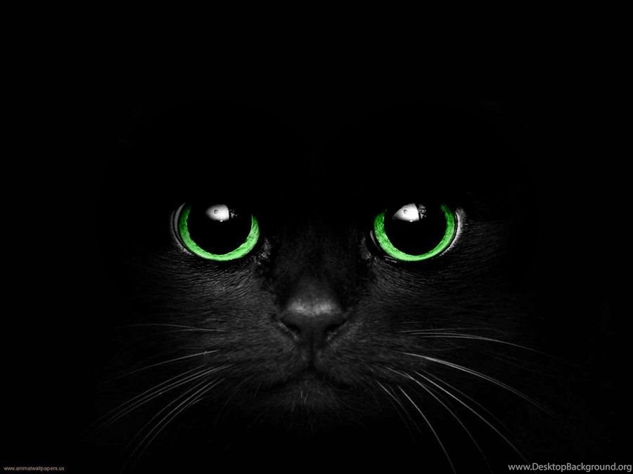 Pictures Black Cat With Green Eyes Pictures Desktop Background 900x675