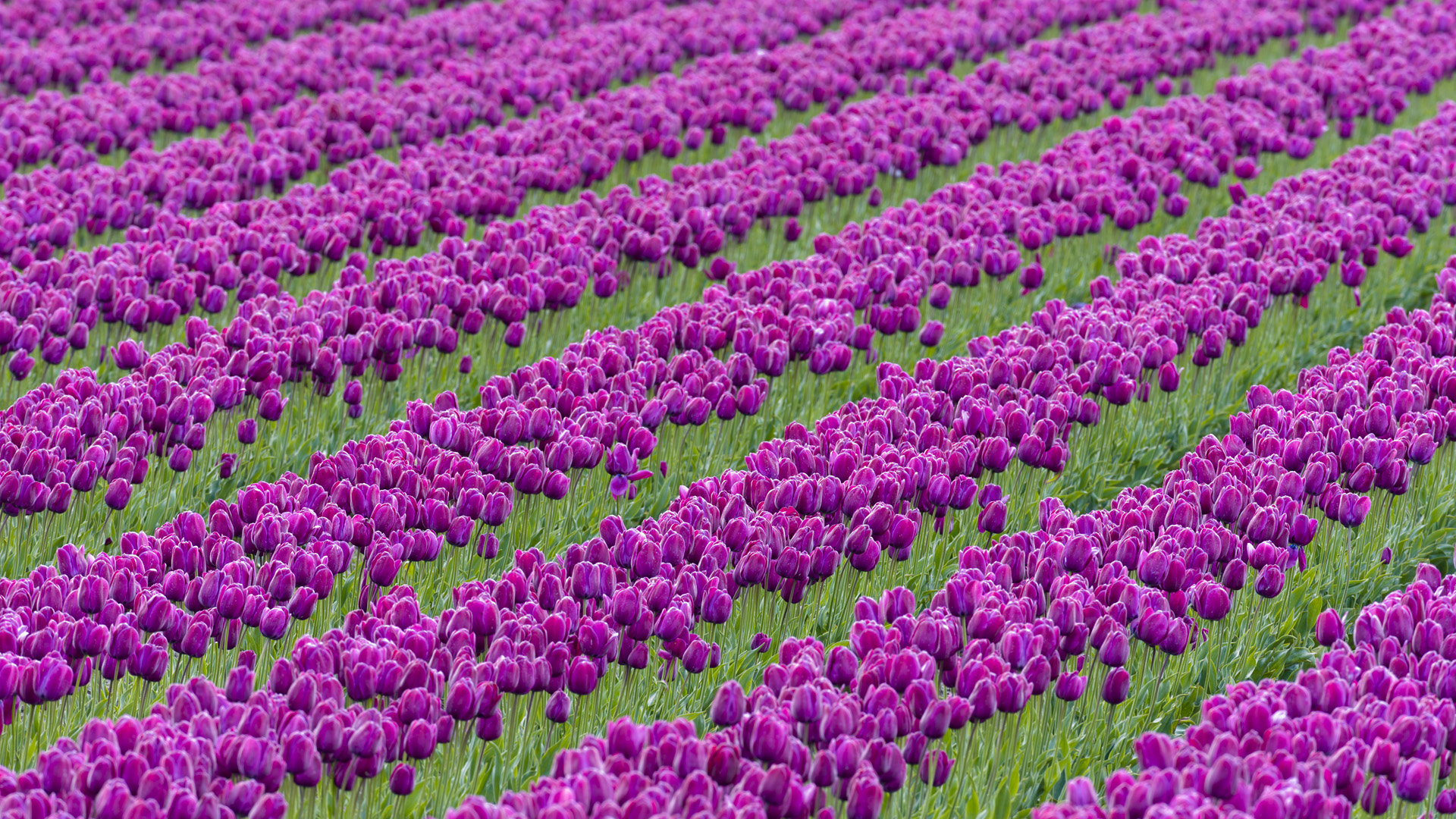 Purple Tulips Wallpaper X Wallpaperlayer