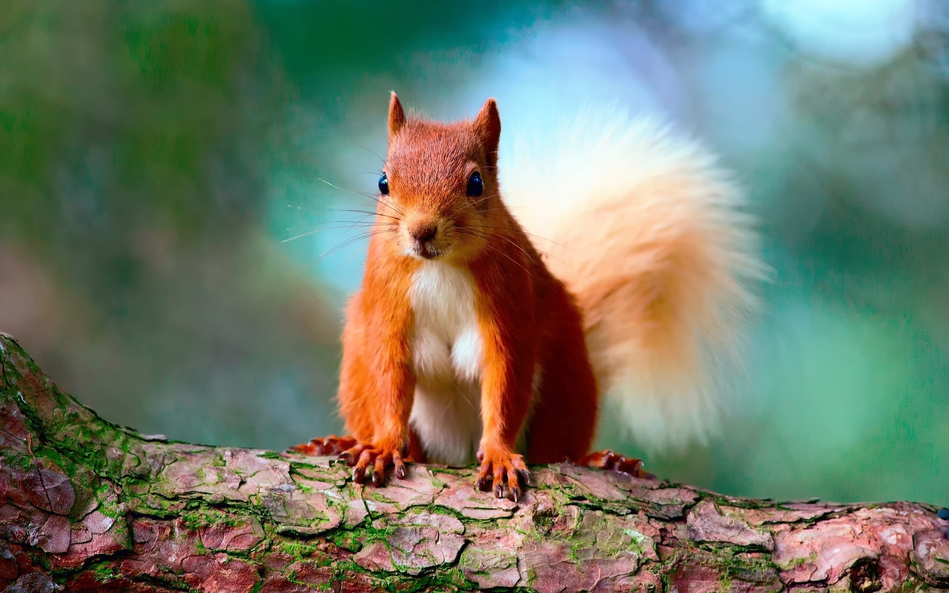 Funny red squirrel wallpapers and images   wallpapers pictures