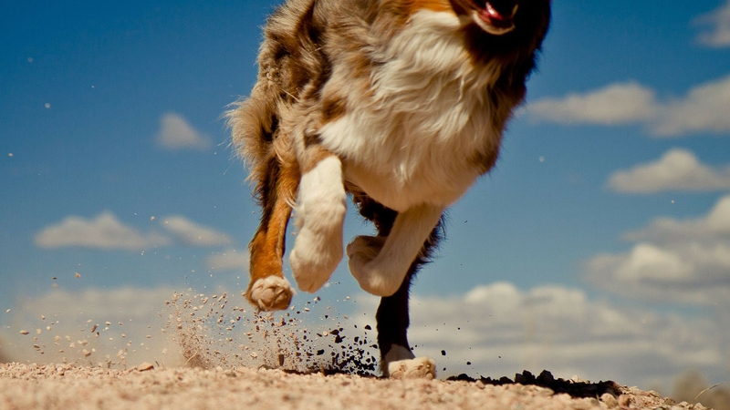 Dogs Running Wallpaper Animals HD Desktop