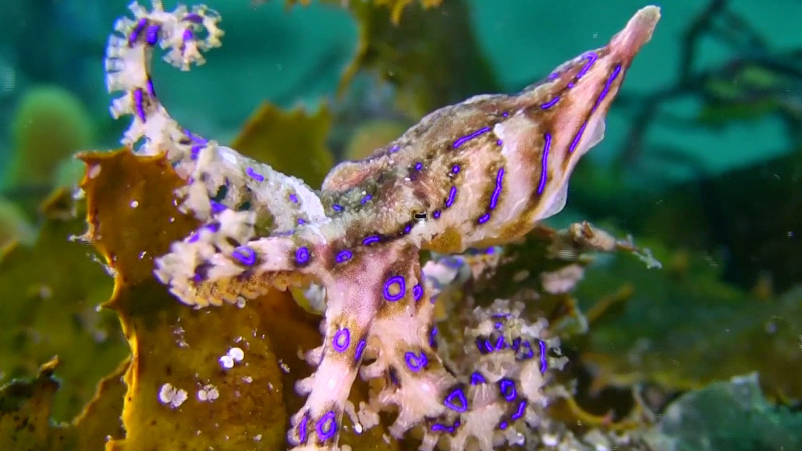 Blue Ringed Octopuses Are Among The Deadliest Animals In Sea