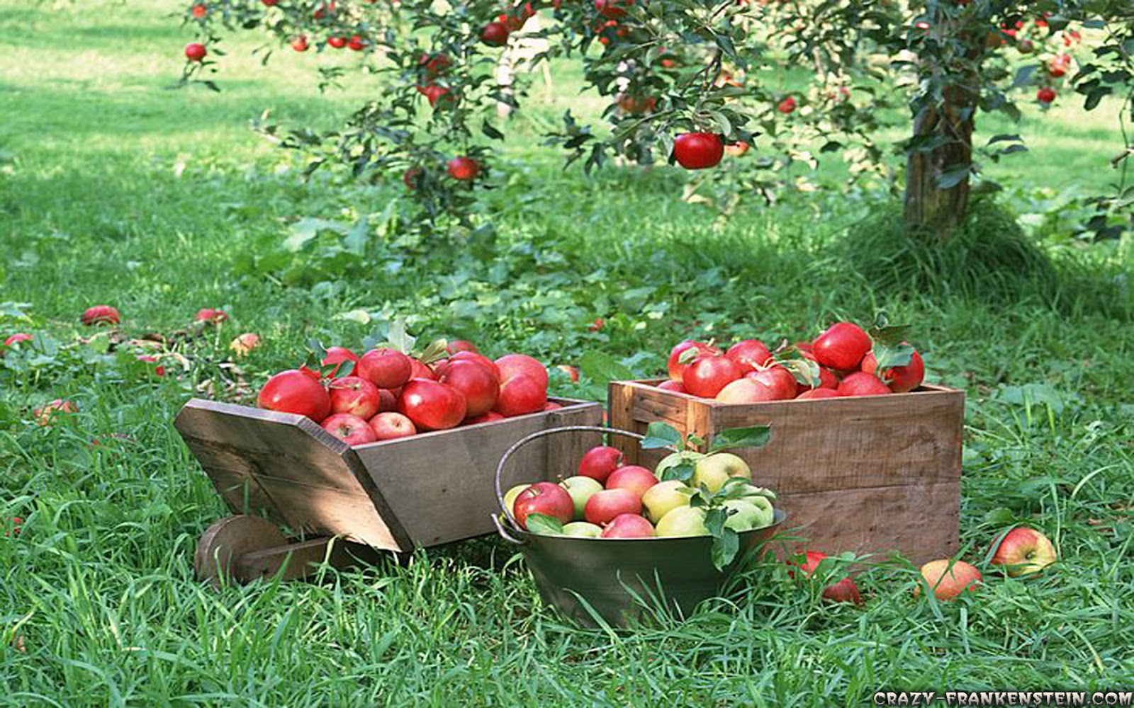 Fruit Apples Apple Tree Wallpaper Jpg