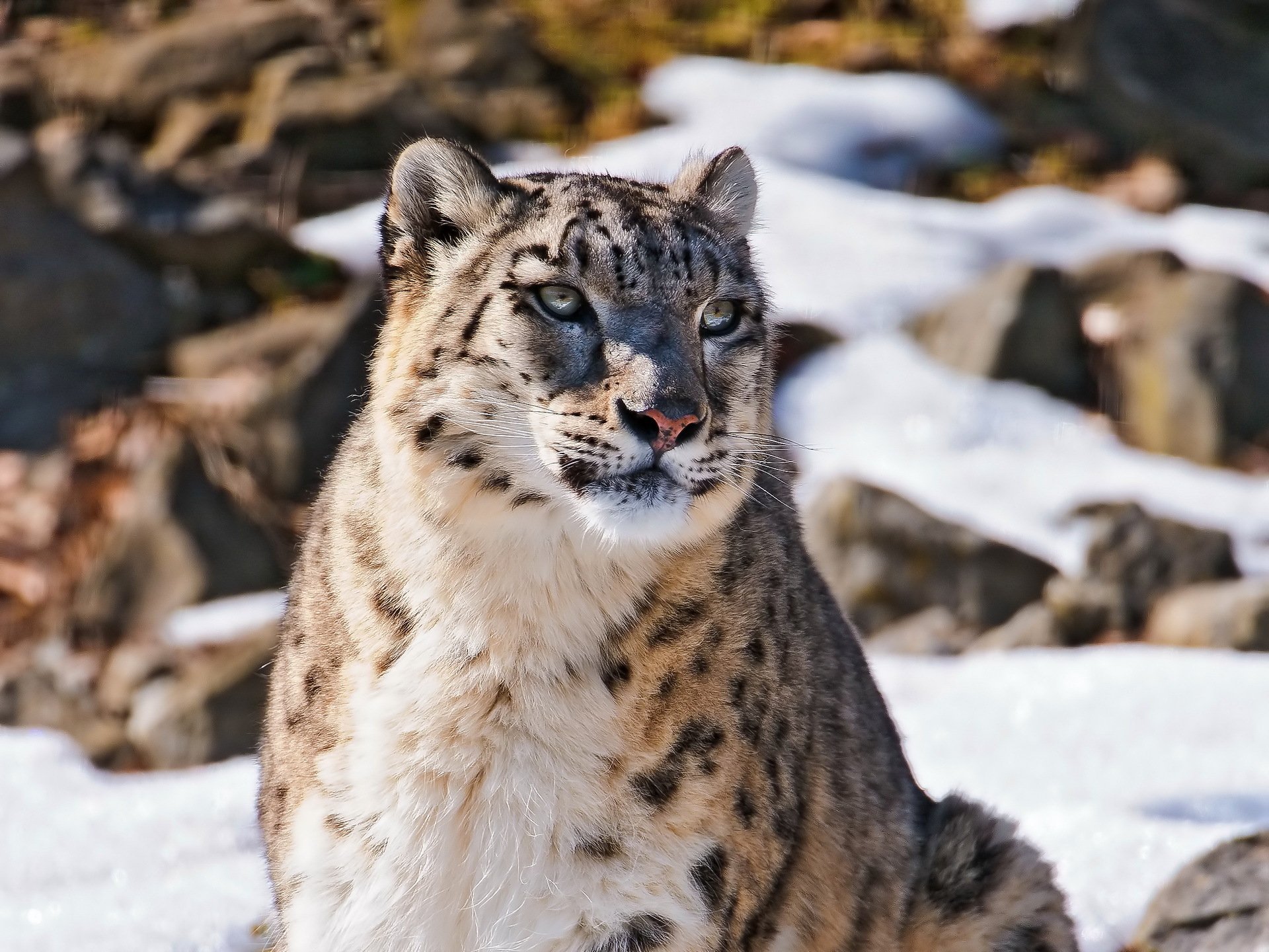 A majestic snow leopard sits serenely amidst a snowy, rocky landscape, its piercing gaze captivating the viewer