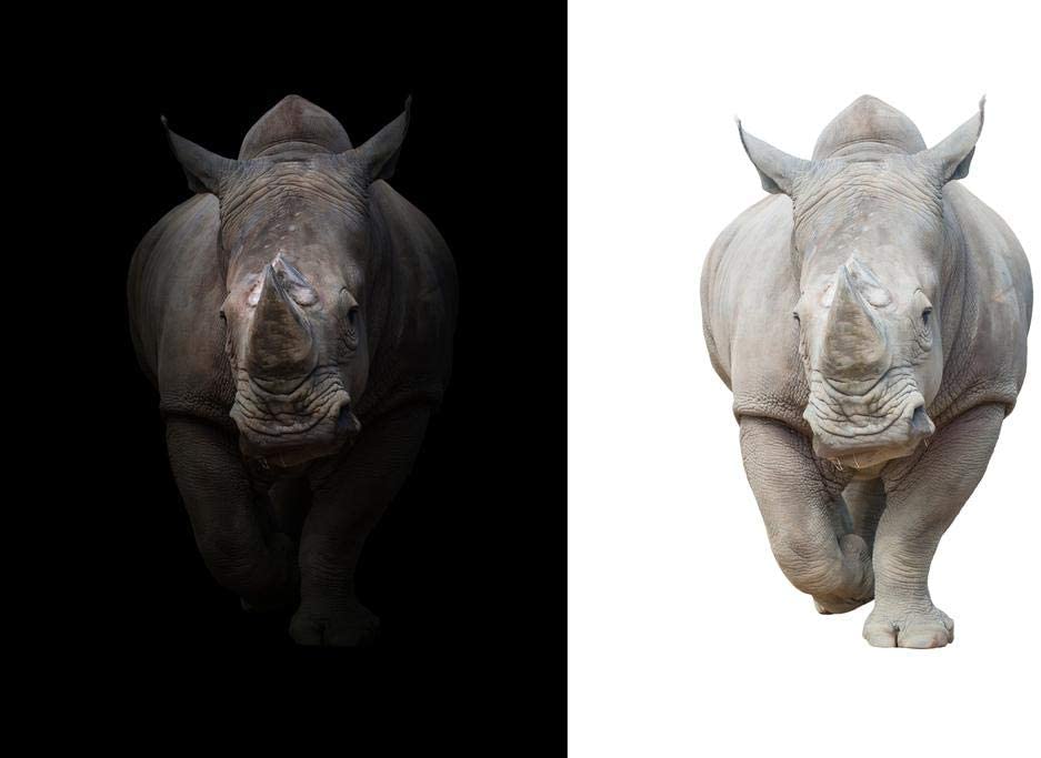 Amazon Poster Foundry Rhinoceros Rhino Split Dark White
