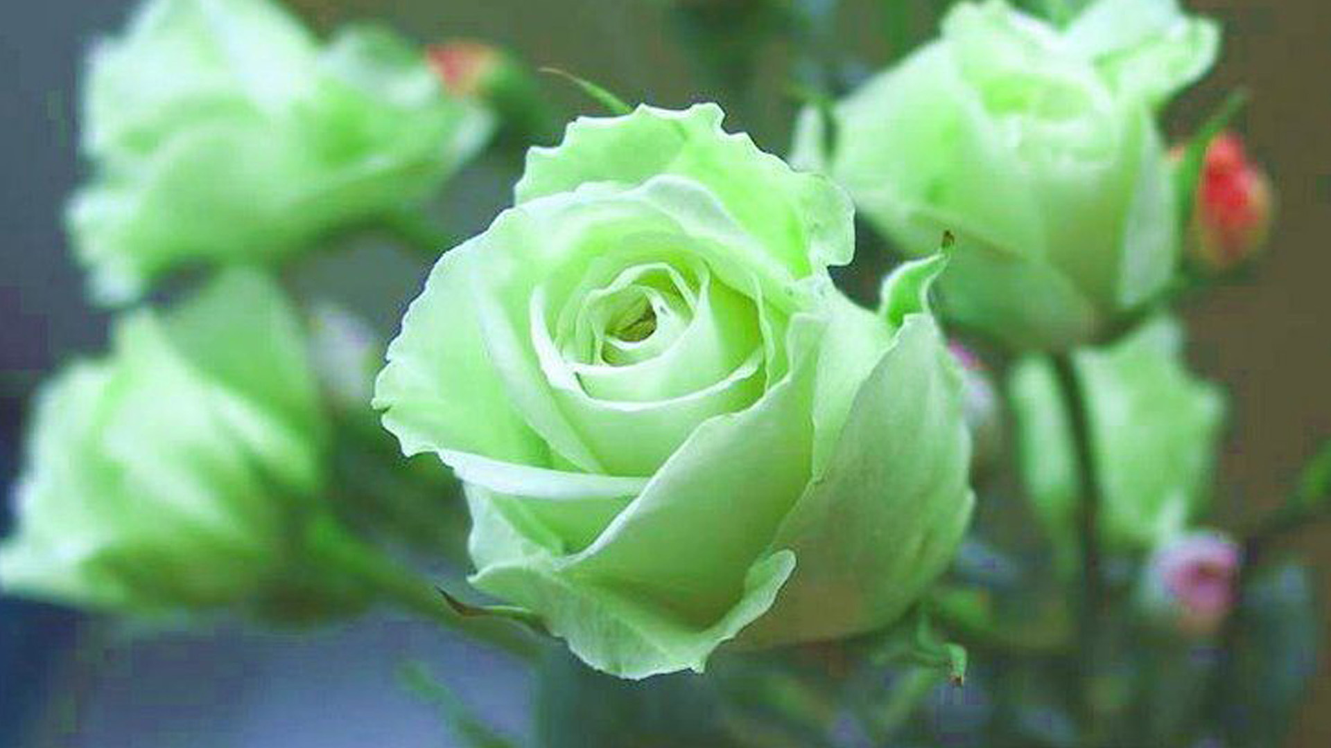 Green Rose Wallpaper Pictures Image