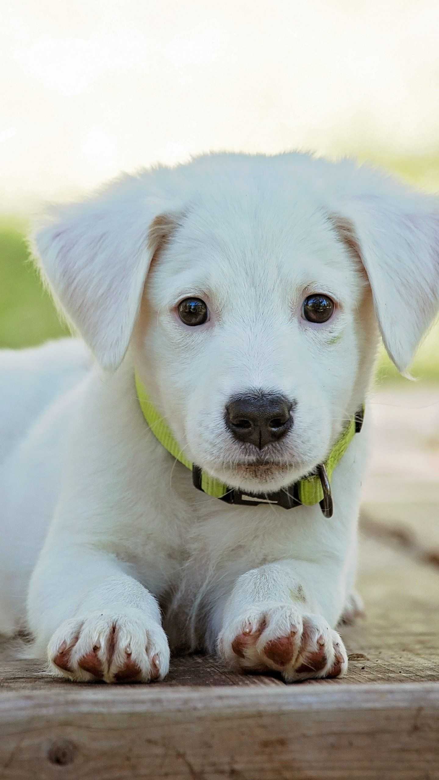 Adorable White Puppy 4k Wallpaper
