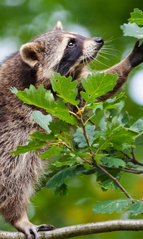Funny Raccoon Live Wallpaper HD For Android