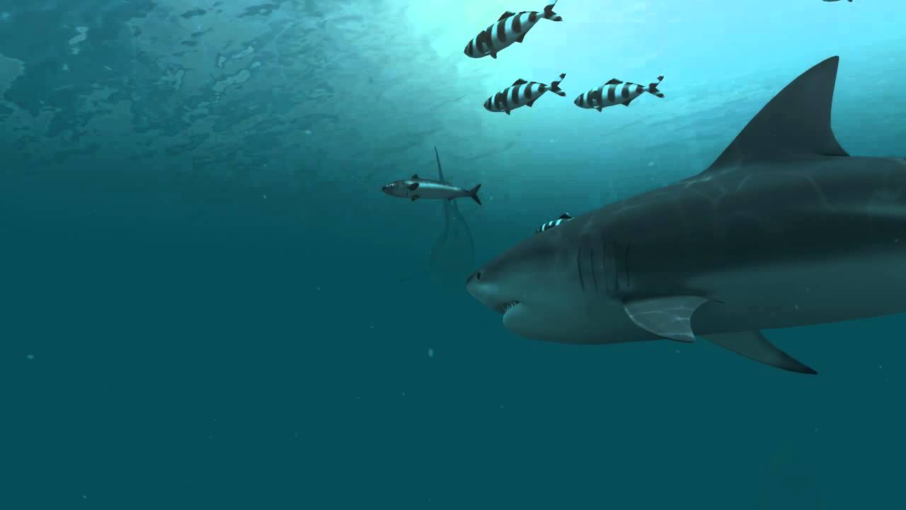 Sharks 3D Live Wallpaper and Screensaver 1280x720
