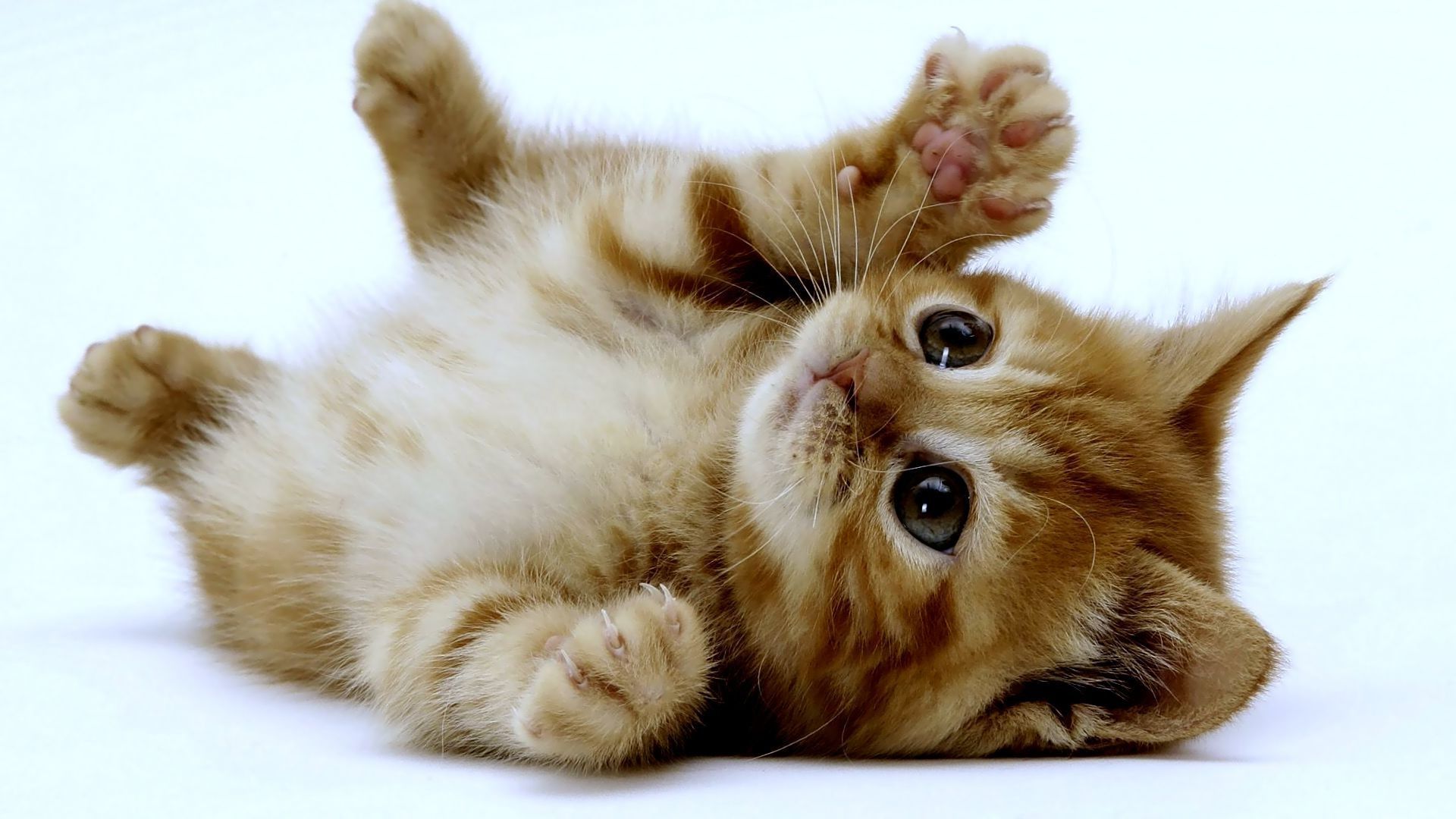 Cute Kitten Wallpaper Background Pictures